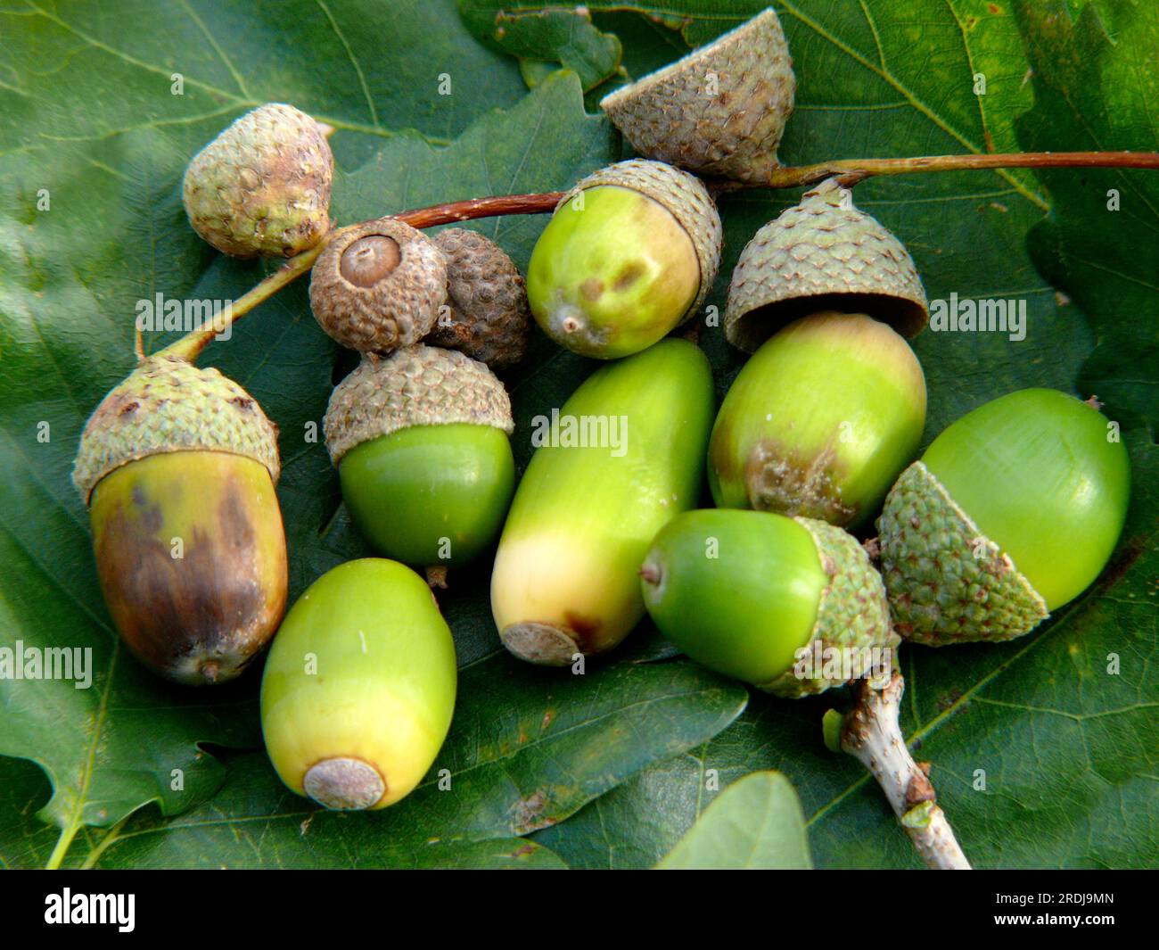 Oak (Quercus) seed Acorn Stock Photo Alamy