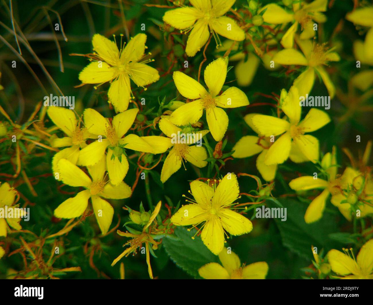 St. John's wort flowering, st john's worts (Hypericum), hard hay