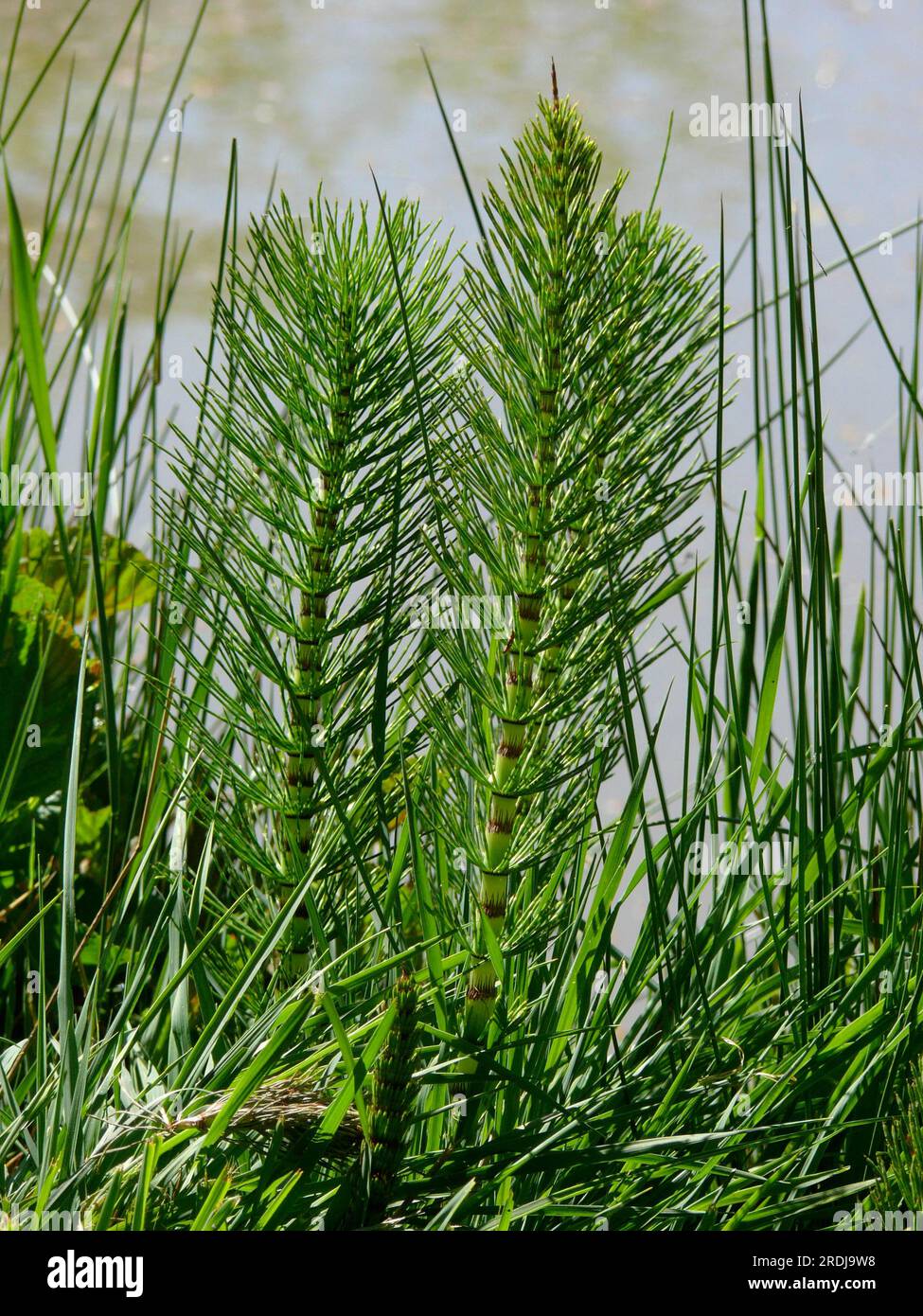 Horsetail, Field field horsetail (Equisetum arvense), Field Horsetail, Cat's-tail, Shank hay, Panther, Scouring weed Stock Photo