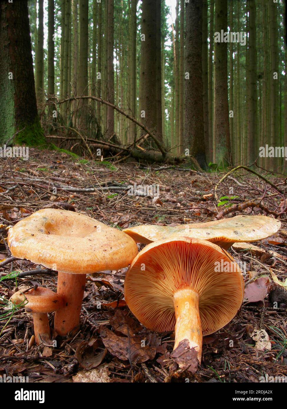 False saffron milkcap (Lactarius deterrimus Stock Photo Alamy