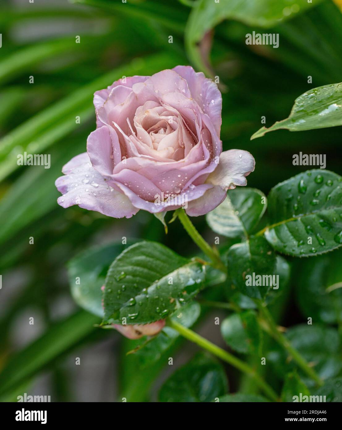 'Waltz Time, Saint-Exupery, DELtos' Hybrid Tea Rose, Tehybridros (Rosa) Stock Photo