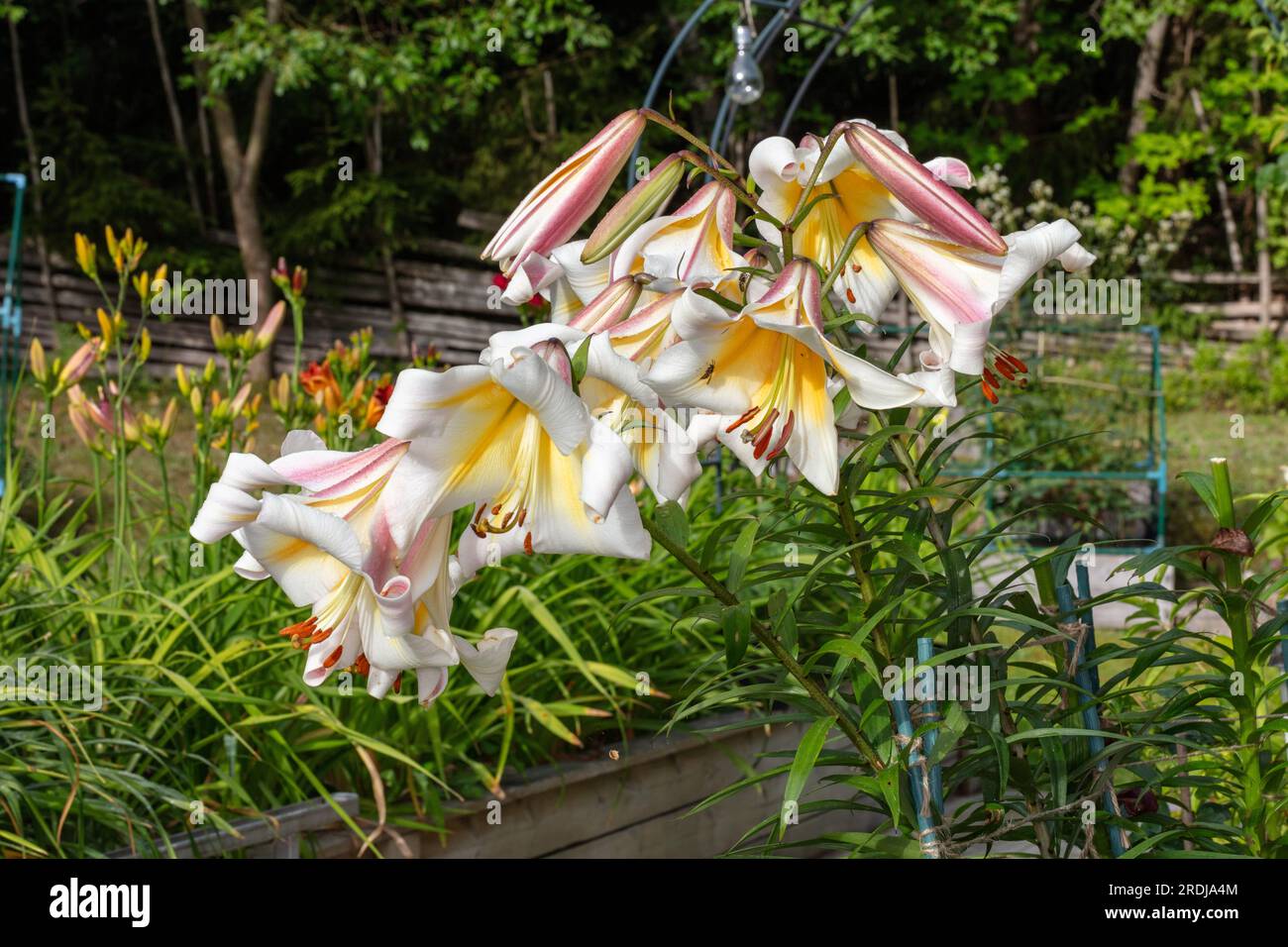 Miss Peculiar' Skyscraper lily, Trädlilja (Lilium hybrid Stock 