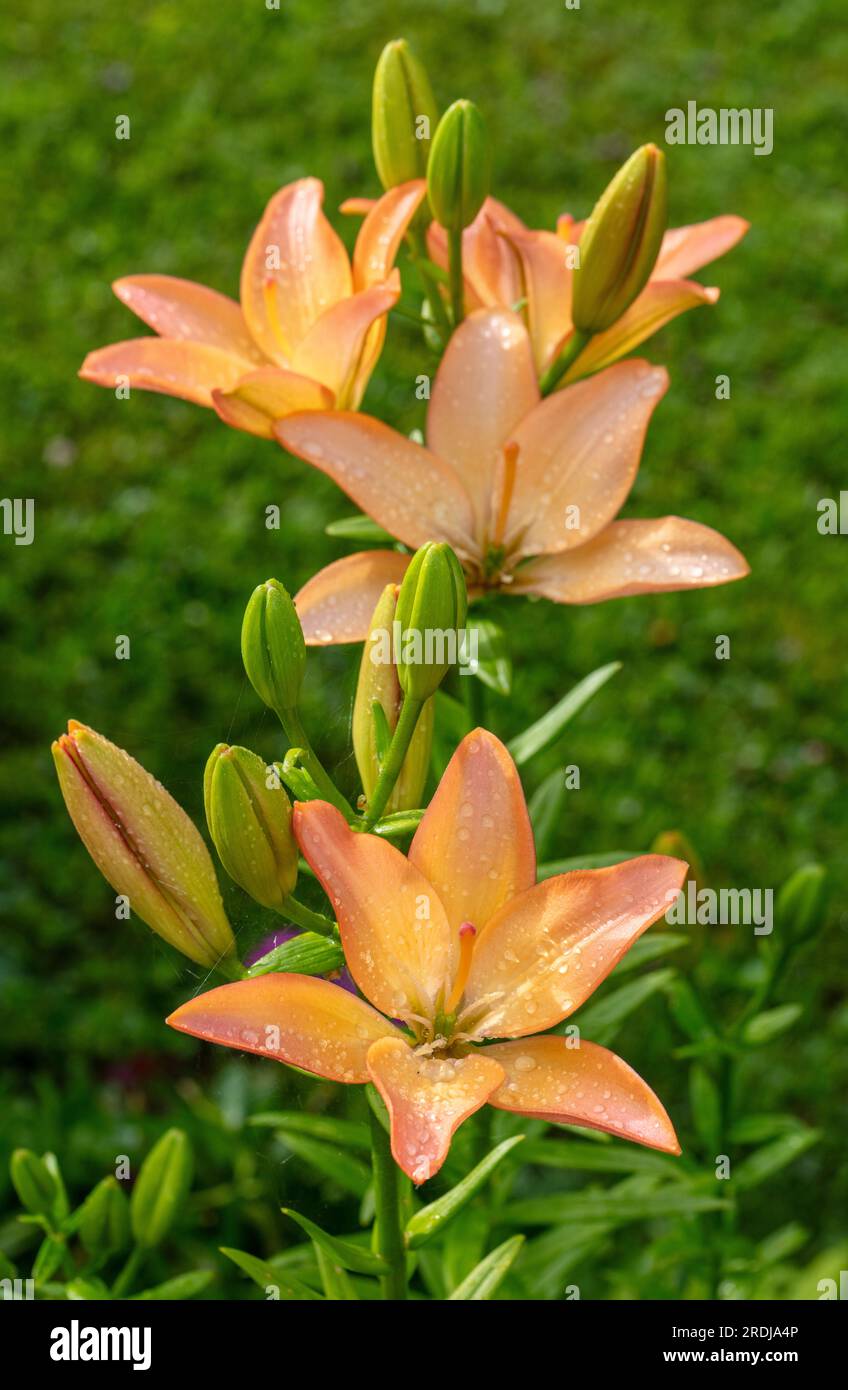 'Elodie' Asiatic Lily, Asiatisk lilja (Lilium asiatica Stock Photo Alamy