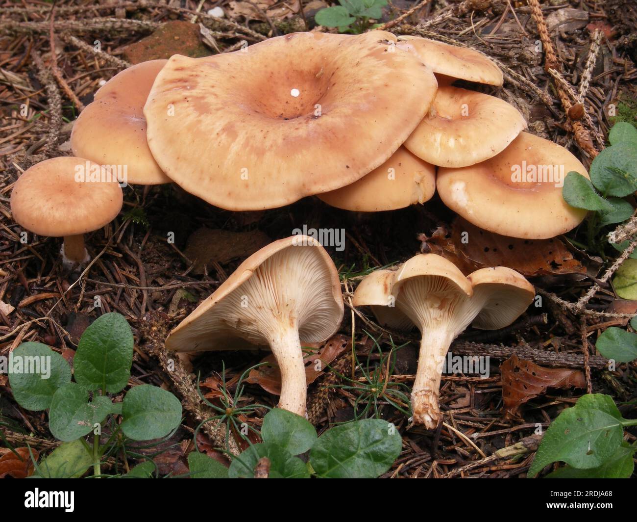 Fox's Reddish Funnel (Lepista inversa) Stock Photo