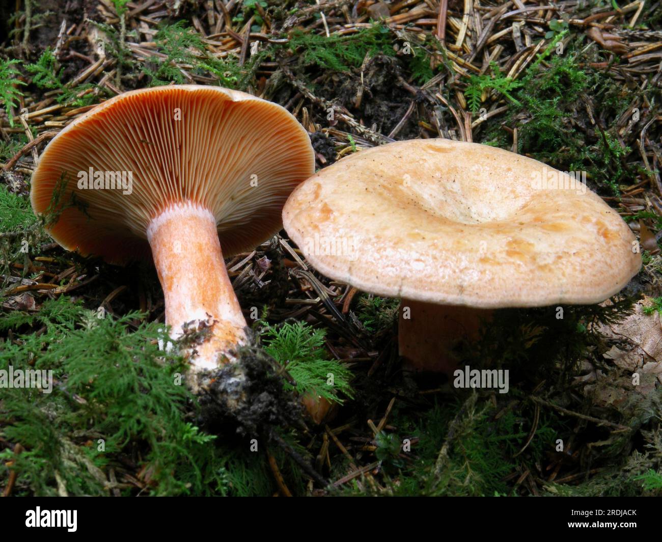 False saffron milk-cap (Lactarius deterrimus Stock Photo - Alamy