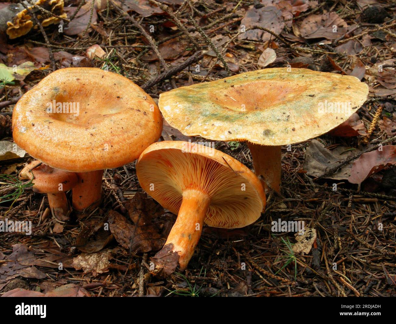 False saffron milkcap (Lactarius deterrimus Stock Photo Alamy