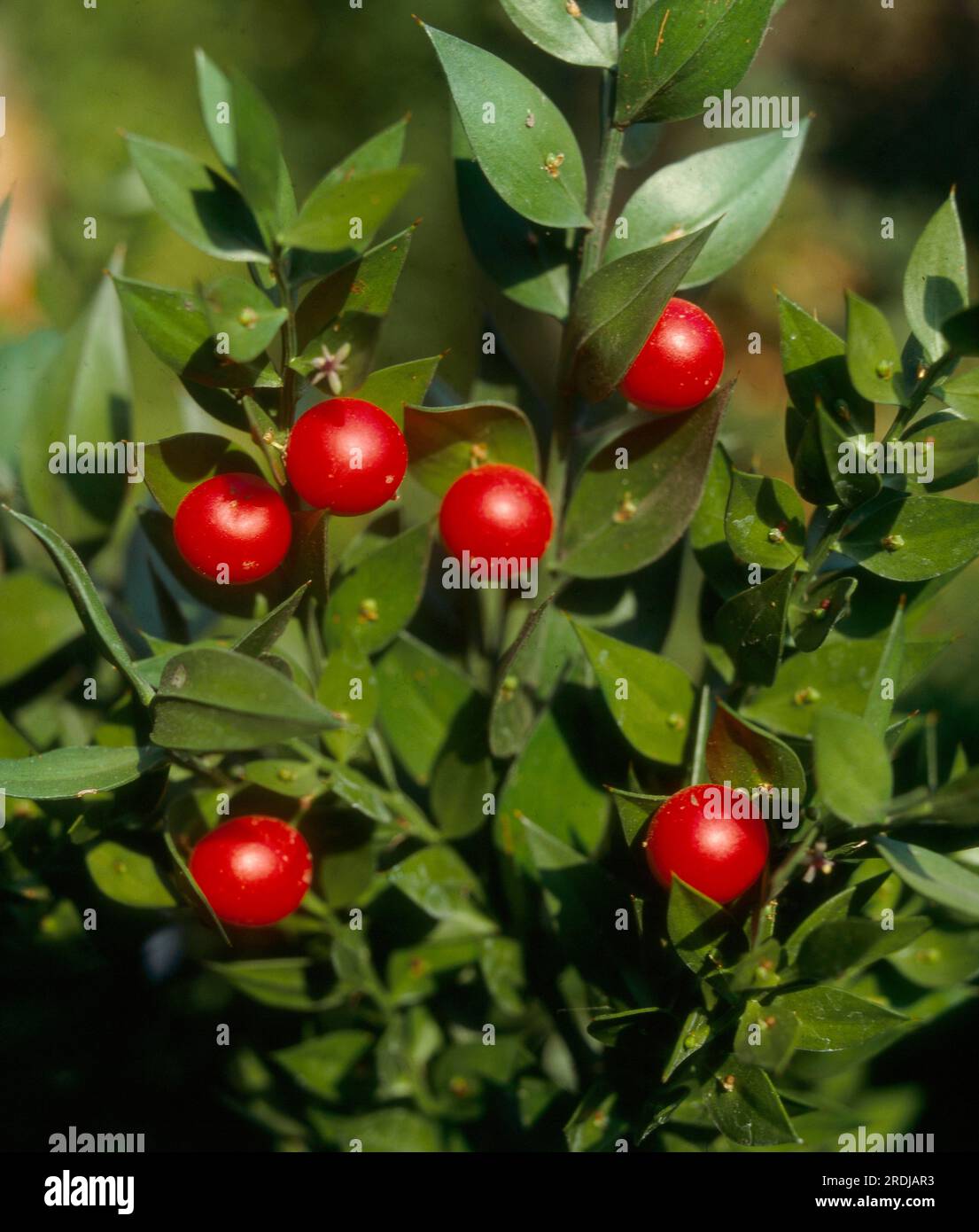 Butcher's broom (Ruscus aculeatus), butcher's broom, thorn myrtle
