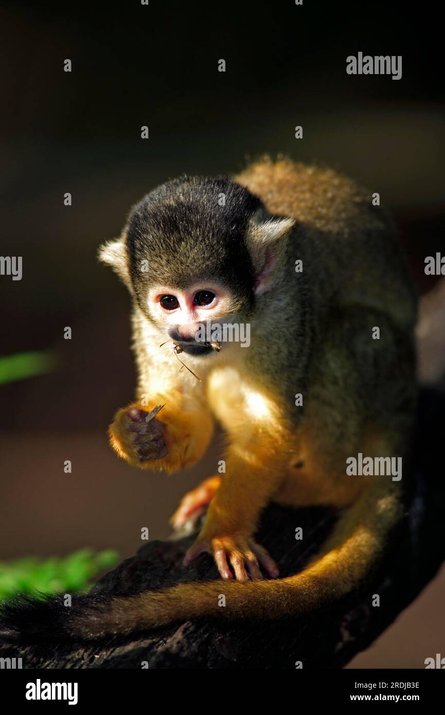 Common squirrel monkey (Saimiri sciureus), South America, Adult, on ...
