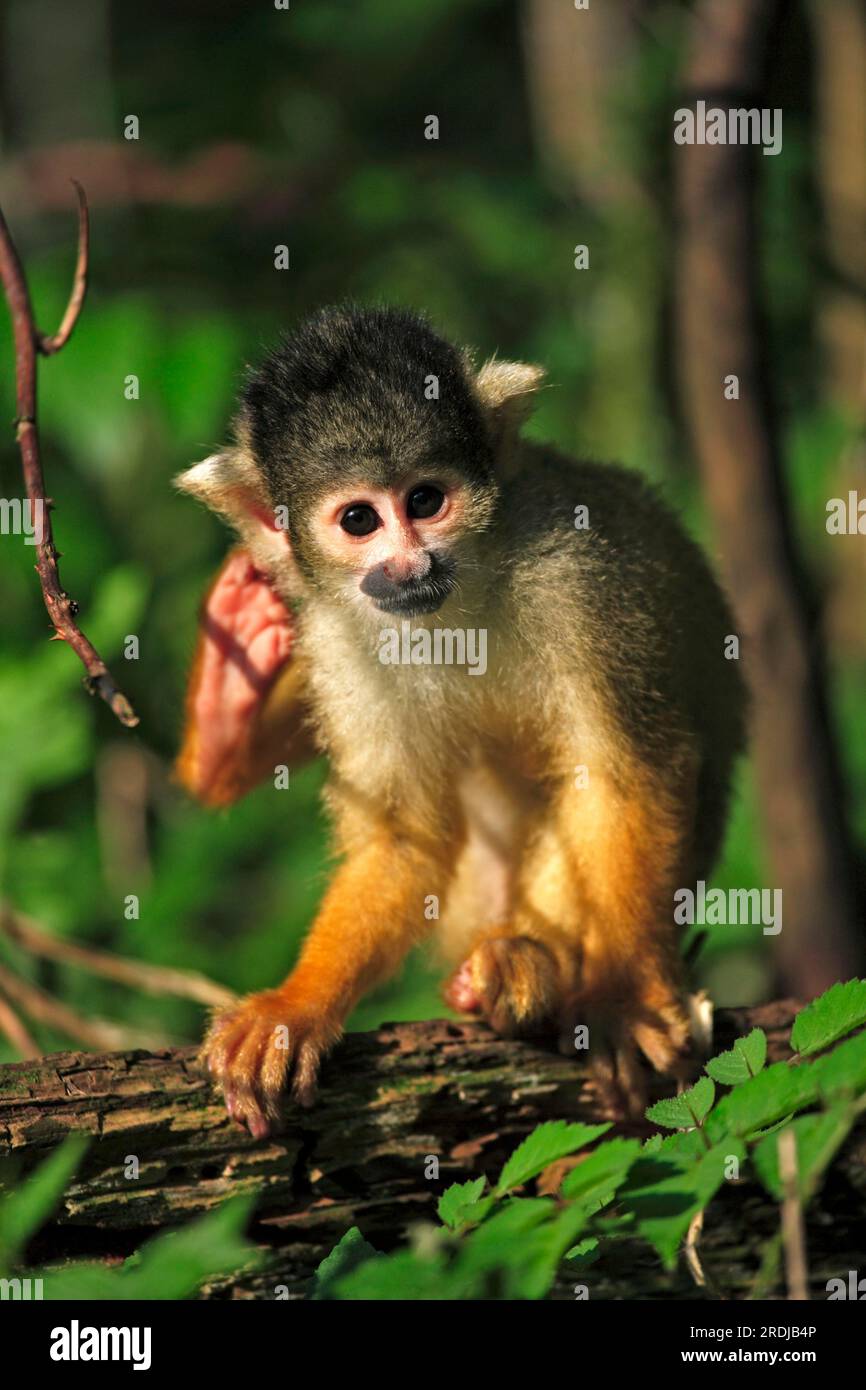 Common squirrel monkey (Saimiri sciureus), South America, Adult, on ...