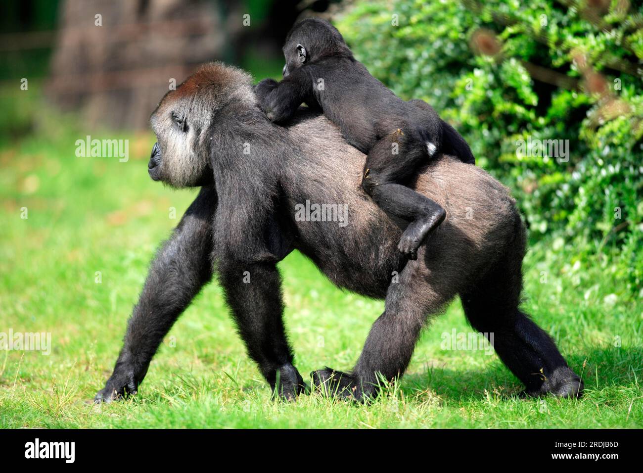 Western lowland western gorilla (Gorilla gorilla), female, with young, on back, young riding on its mother's back Lowland gorilla, Gorilla gorilla Stock Photo