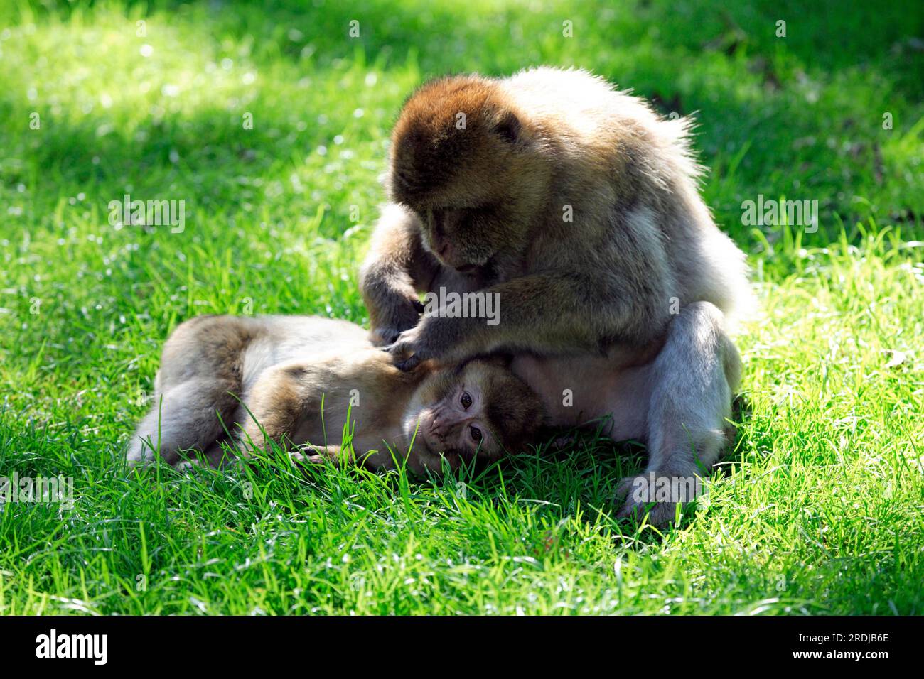 Barbary macaque (Macaca sylvanus), Netherlands, Adults, male, female, pair, social behaviour, grooming, resting Barbary macaque, Netherlands Barbary Stock Photo