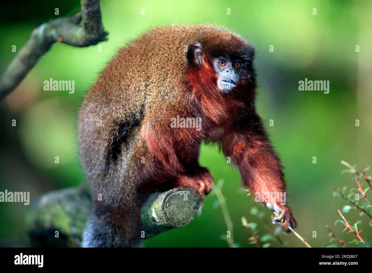 Red-bellied titi (Callicebus moloch), South America, adult, on tree Dusky titi monkey, South America Dusky titi monkey, South America, adult, on tree Stock Photo