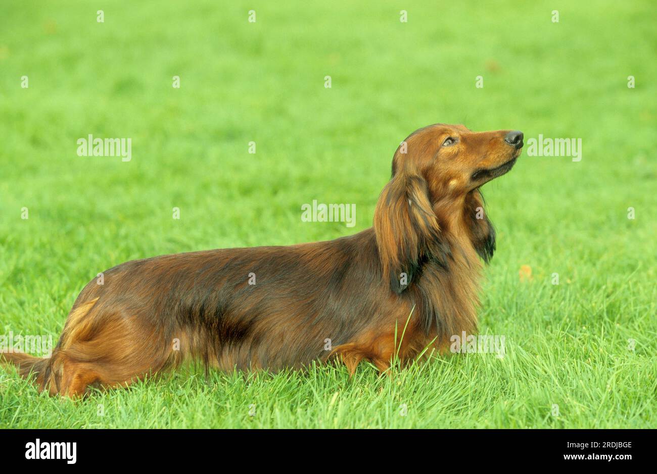 Longhaired dachshund, dachshund, dachshund, Dachshund Stock Photo Alamy