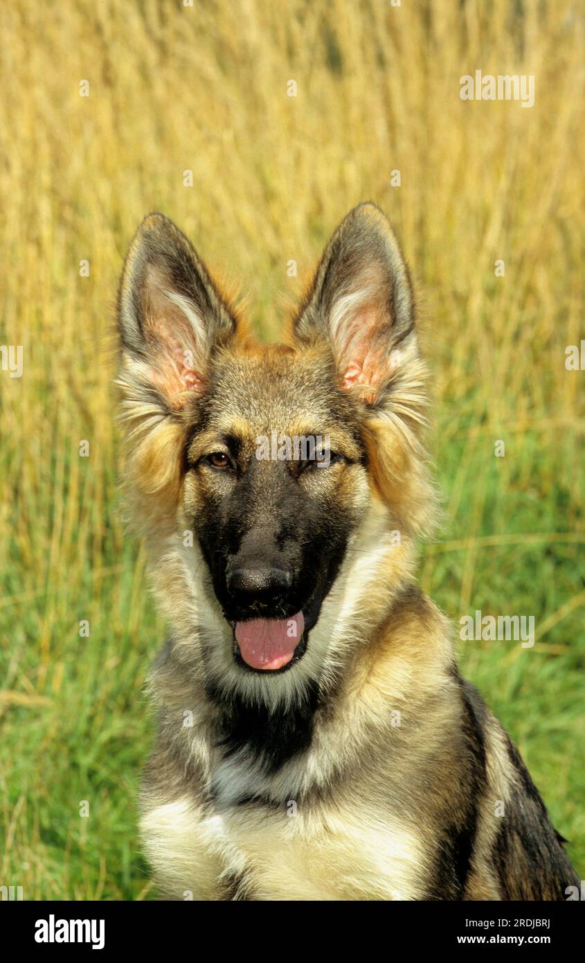 thumbnail image 2 of German Shepherd Husky Mix: Your Complete Guide 2 of 14