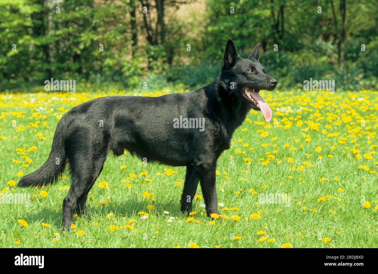 Australischer kelpie hi-res stock photography and images - Alamy