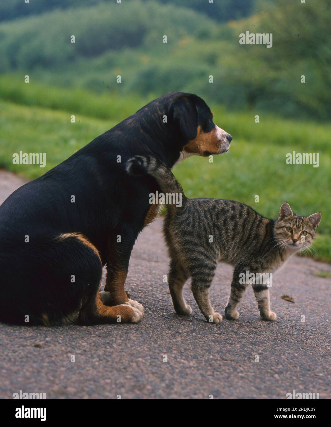 Domestic Cat, brindle with Entlebucher Mountain Dog FCI Standard No. 47 Stock Photo