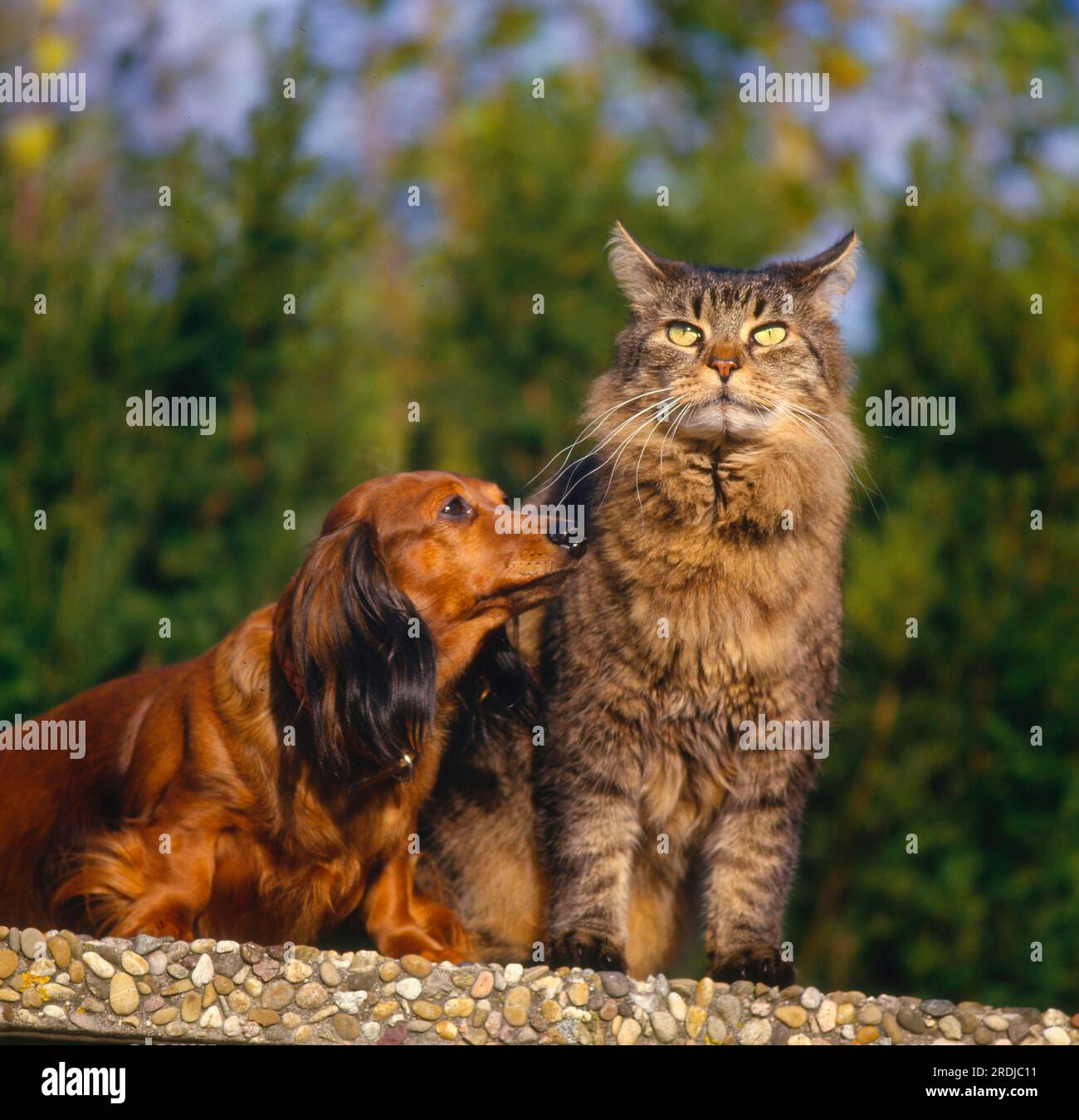 Miniature dachshund and cats sales