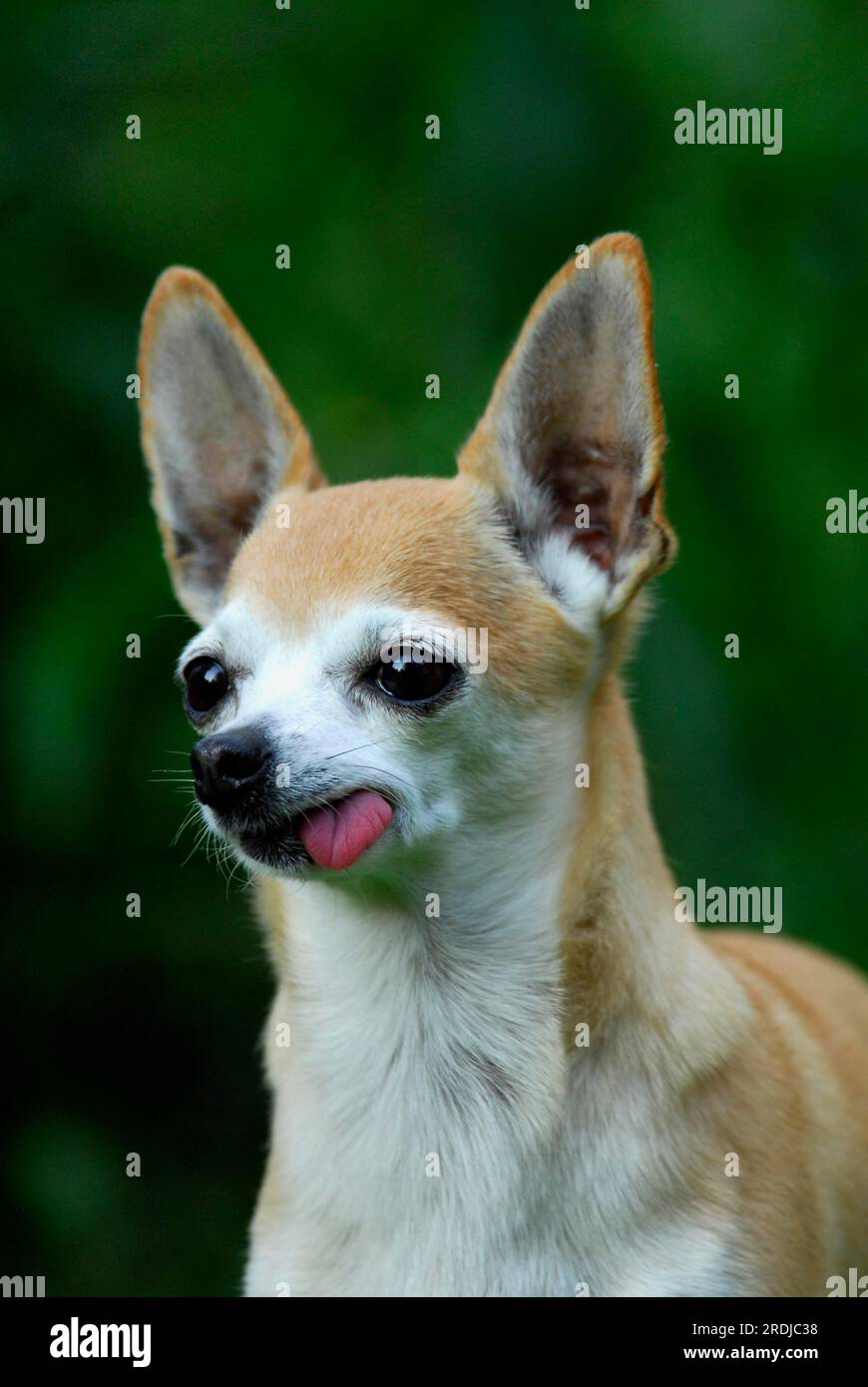 Chihuahua, shorthair, portrait, FCI Standard No. 218, smooth-coated, domestic dog (canis lupus familiaris) Stock Photo