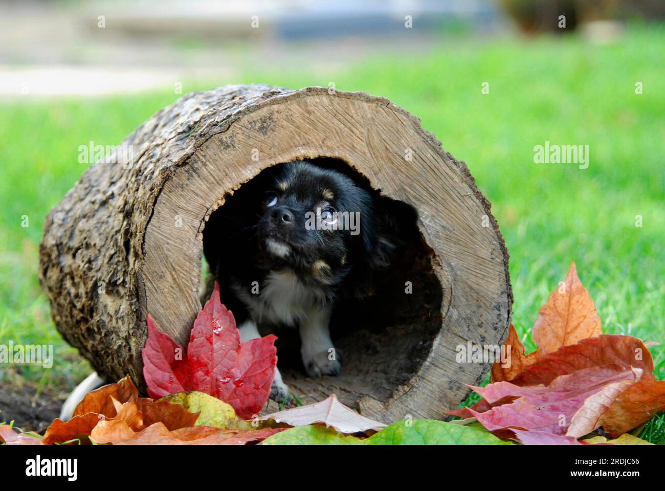 Young Chihuahua, 6 months old, male, long-coated tricolour, sitting in a hollow log, FCI Standard No. 218, Chihuahua, 6 months old, long-coated Stock Photo