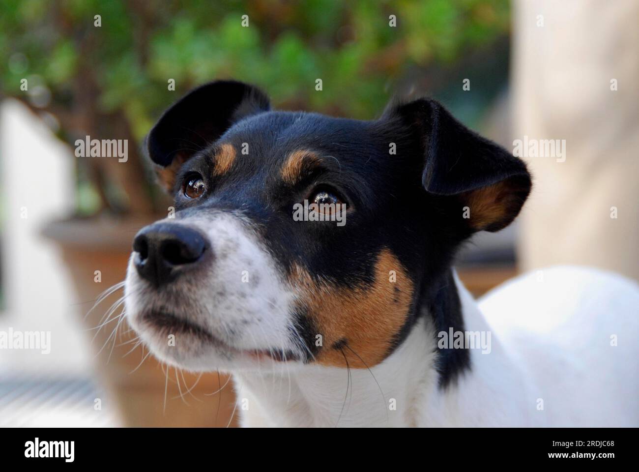 Jack Russell Terrier, male, tricolour, smooth-coated, portrait, FCI Standard No. 345, smooth-coated, domestic dog (canis lupus familiaris) Stock Photo