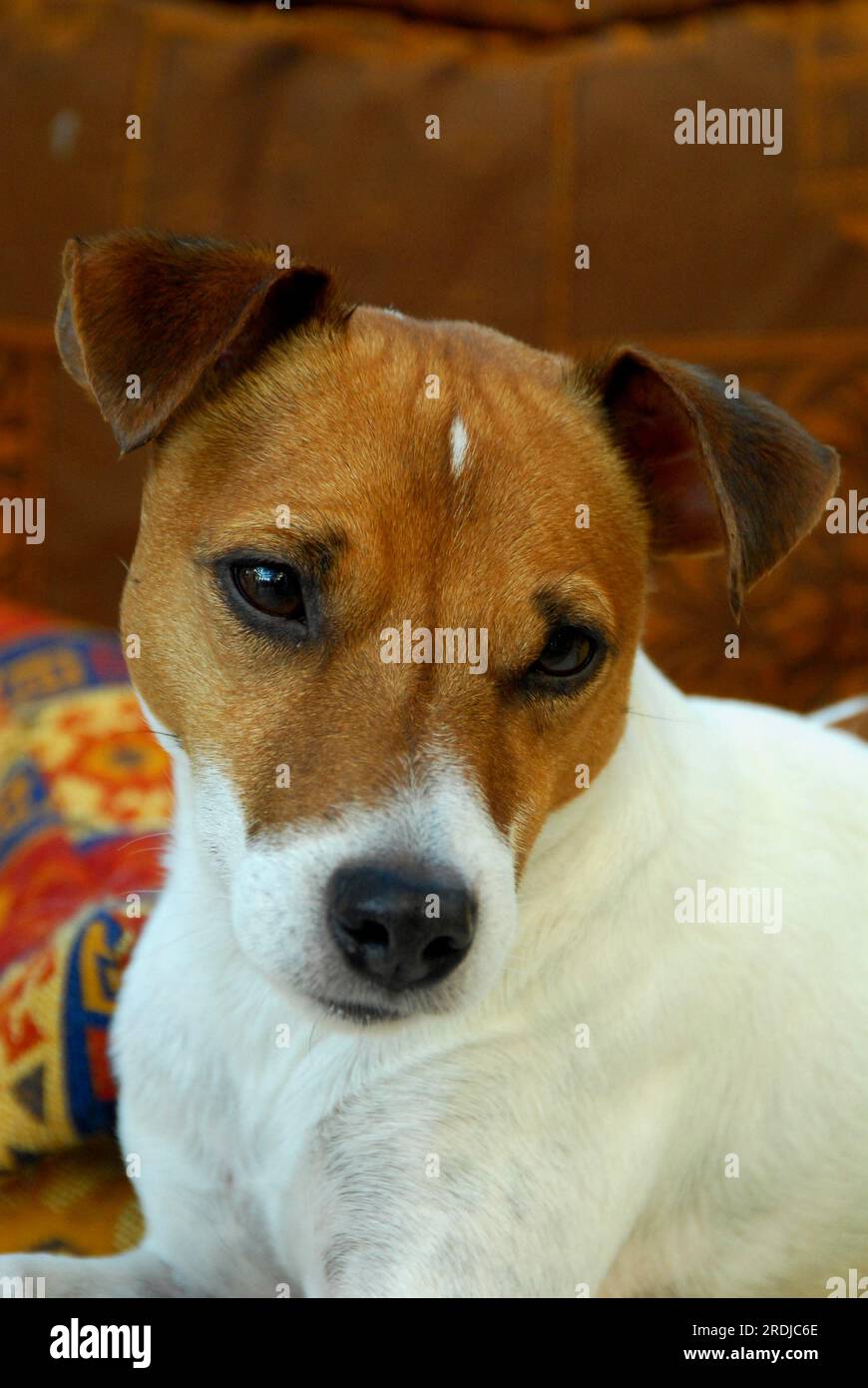 Jack Russell Terrier, Male, White-Brown, smooth-coated, portrait, FCI Standard No. 345, smooth-coated, White-Red, domestic dog (canis lupus Stock Photo
