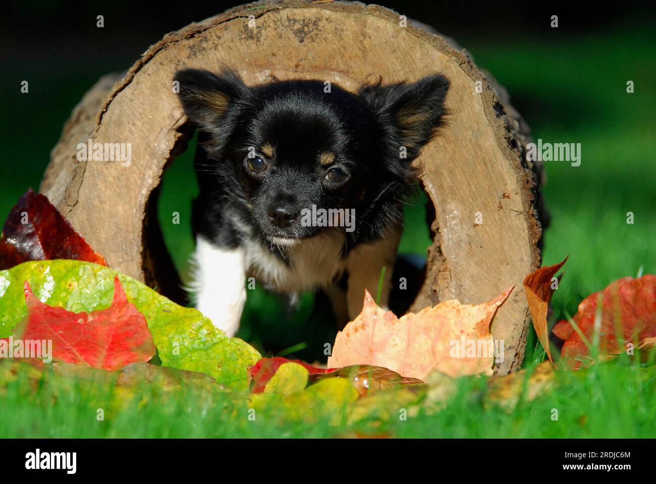 Young Chihuahua, 6 months old, male, long-coated tricolour, standing in a hollow log, FCI Standard No. 218, Chihuahua, 6 months old, long-coated Stock Photo