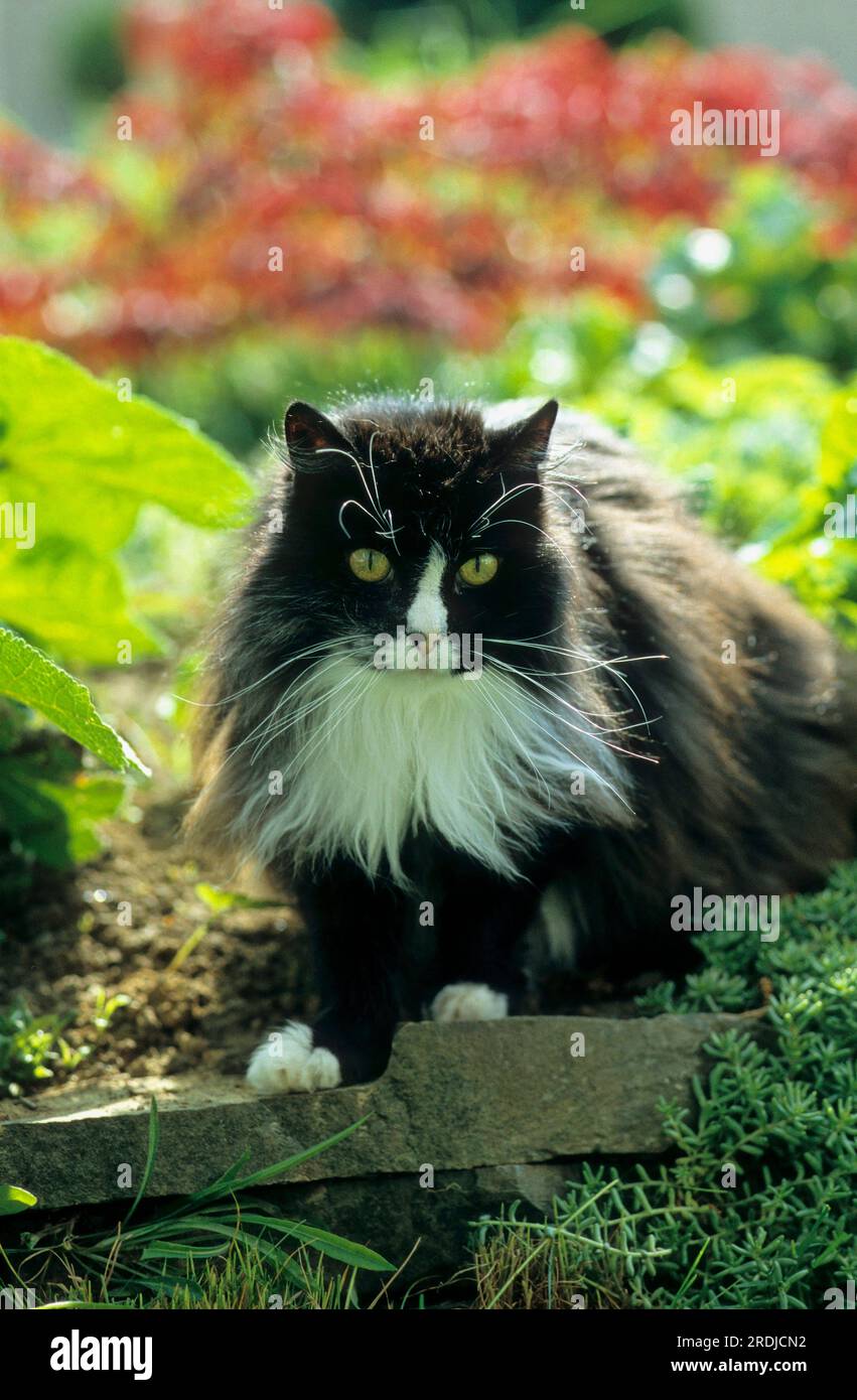 Longhaired cat, black and white Stock Photo Alamy