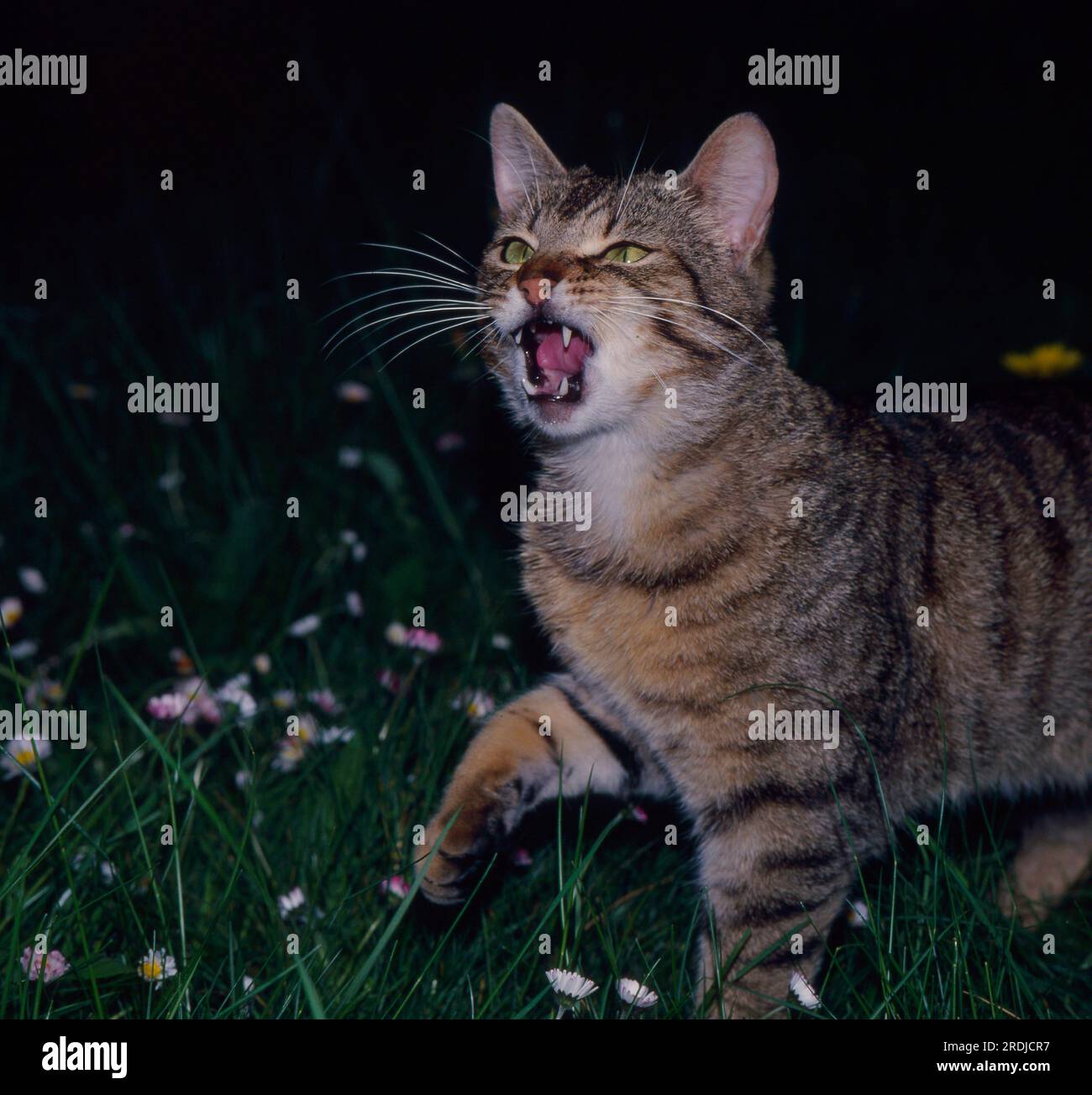 Hissing Cat Images – Browse 42 Stock Photos, Vectors, and Video