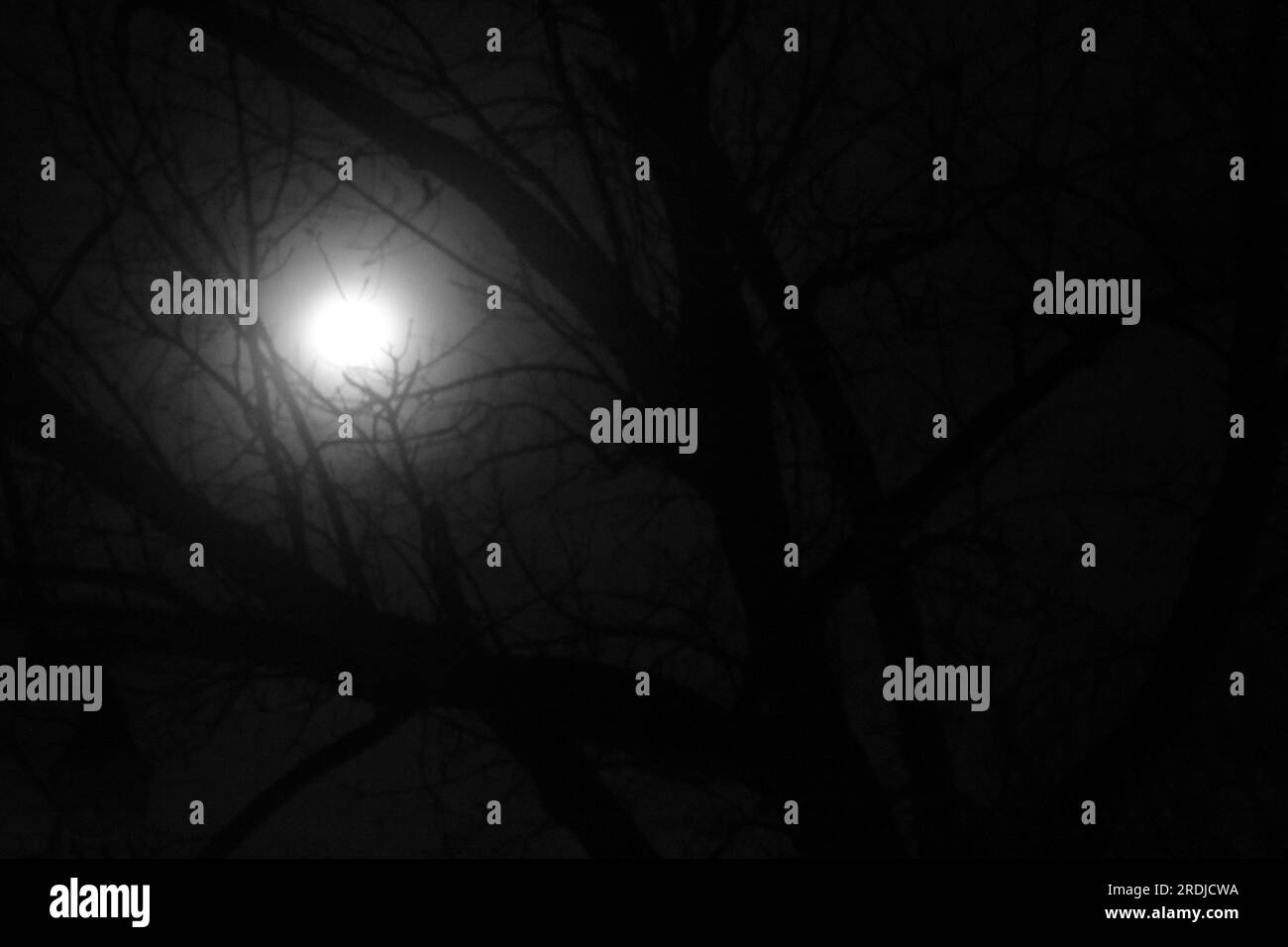 A bright full moon shines through the trees on a chilly spring night. Stock Photo