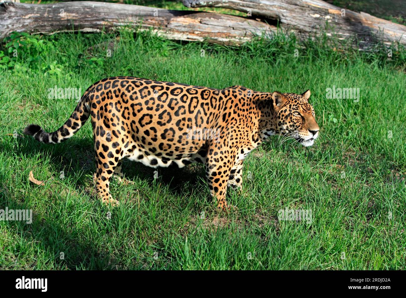 Jaguar (Panthera onca), Pantanal, Brazil, Adult, male Jaguar, Brazil