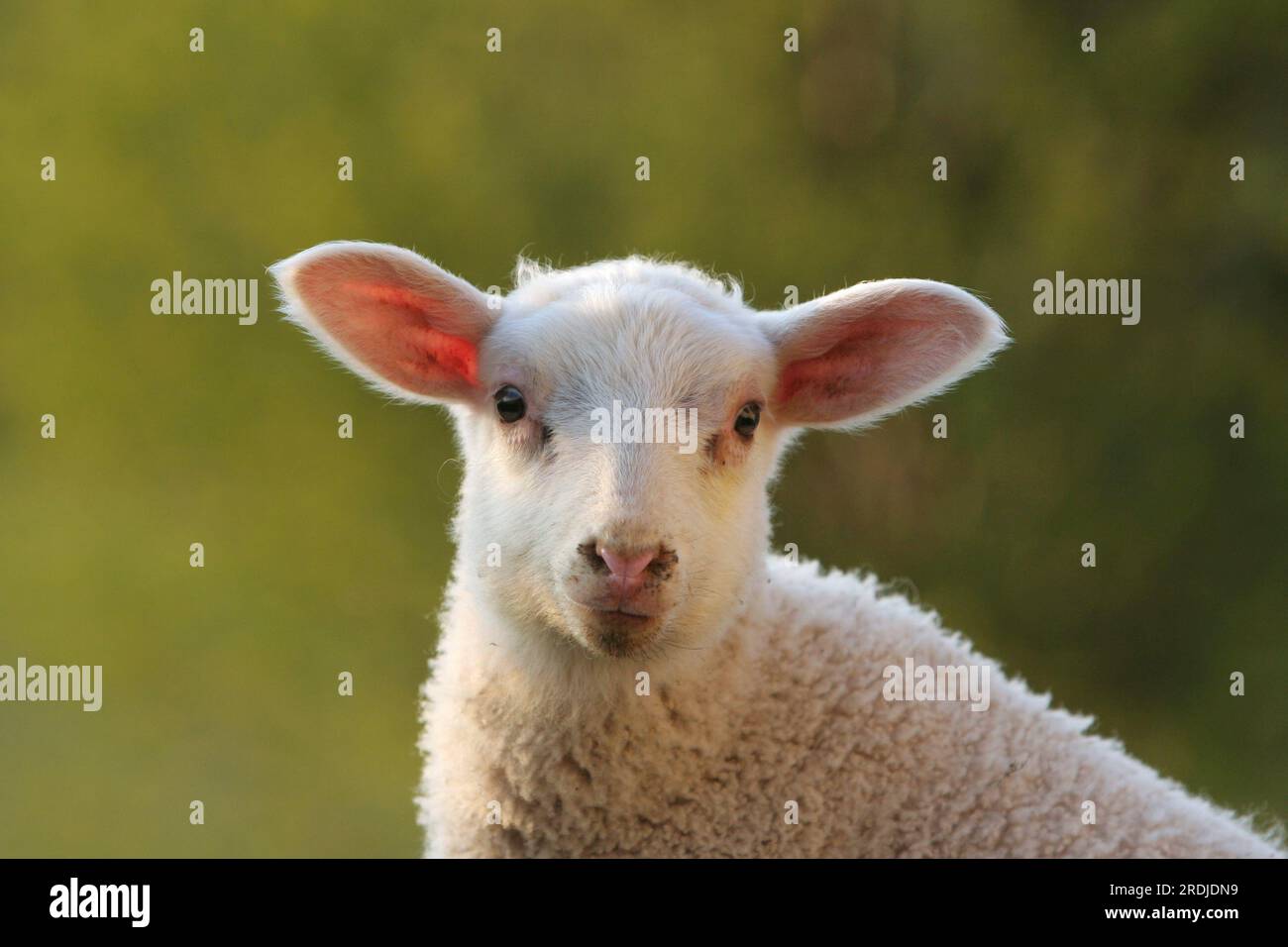 Young sheep Domestic sheep (Ovis orientalis aries) Stock Photo