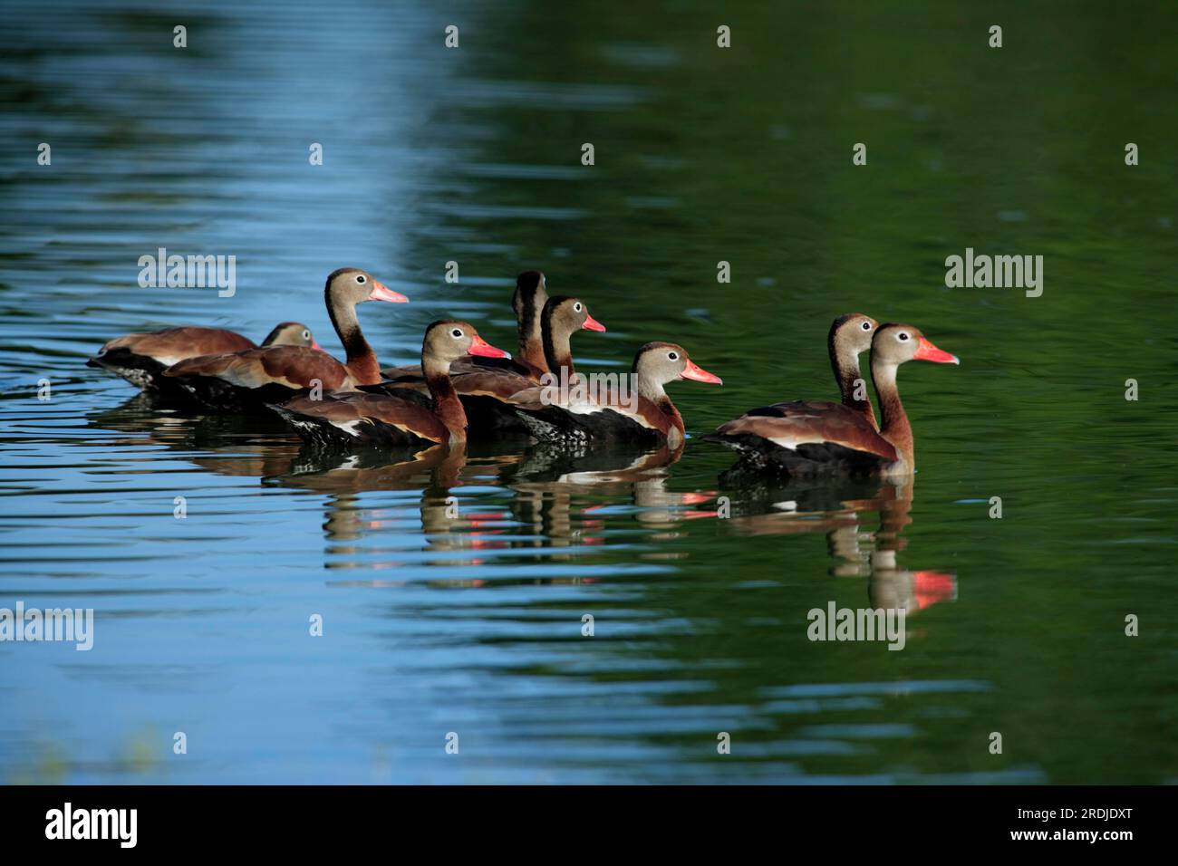 Black-bellied whistling duck (Dendrocygna autumnalis) Pantanal, Brazil, Adults, Group, in water, swimming Black-Bellied Whistling Duck, Dendrocygna Stock Photo