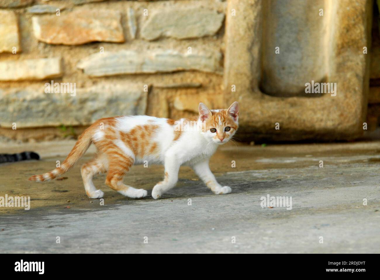 Young domestic kitten, White with Red Tabby, running in front of a wall, Tinos Island, Cyclades, Greece, kitten, White and Red Tabby, running in Stock Photo