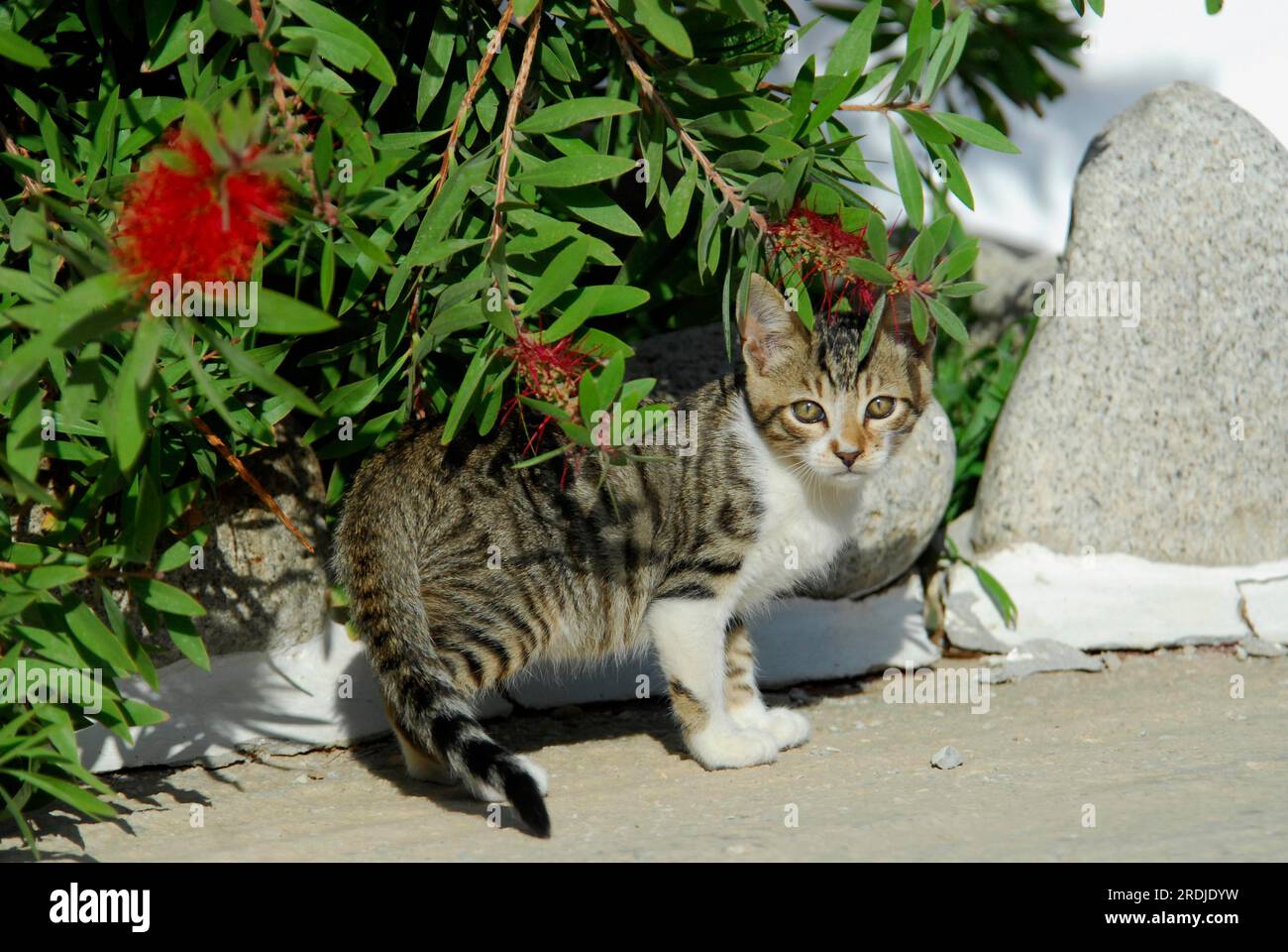 Young domestic kitten, Tabby and White, Tinos Island, Cyclades, Greece, kitten, Tabby and White, Cyclades, Greece, Non-pedigree wildcat (felis Stock Photo
