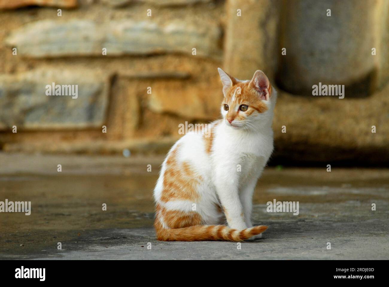 Young domestic kitten, White with Red Tabby, sitting in front of a wall, Tinos Island, Cyclades, Greece, kitten, White and Red Tabby, sitting in Stock Photo