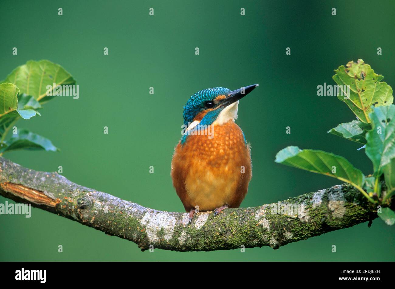 Kingfisher (Alcedo Ispida) Stock Photo