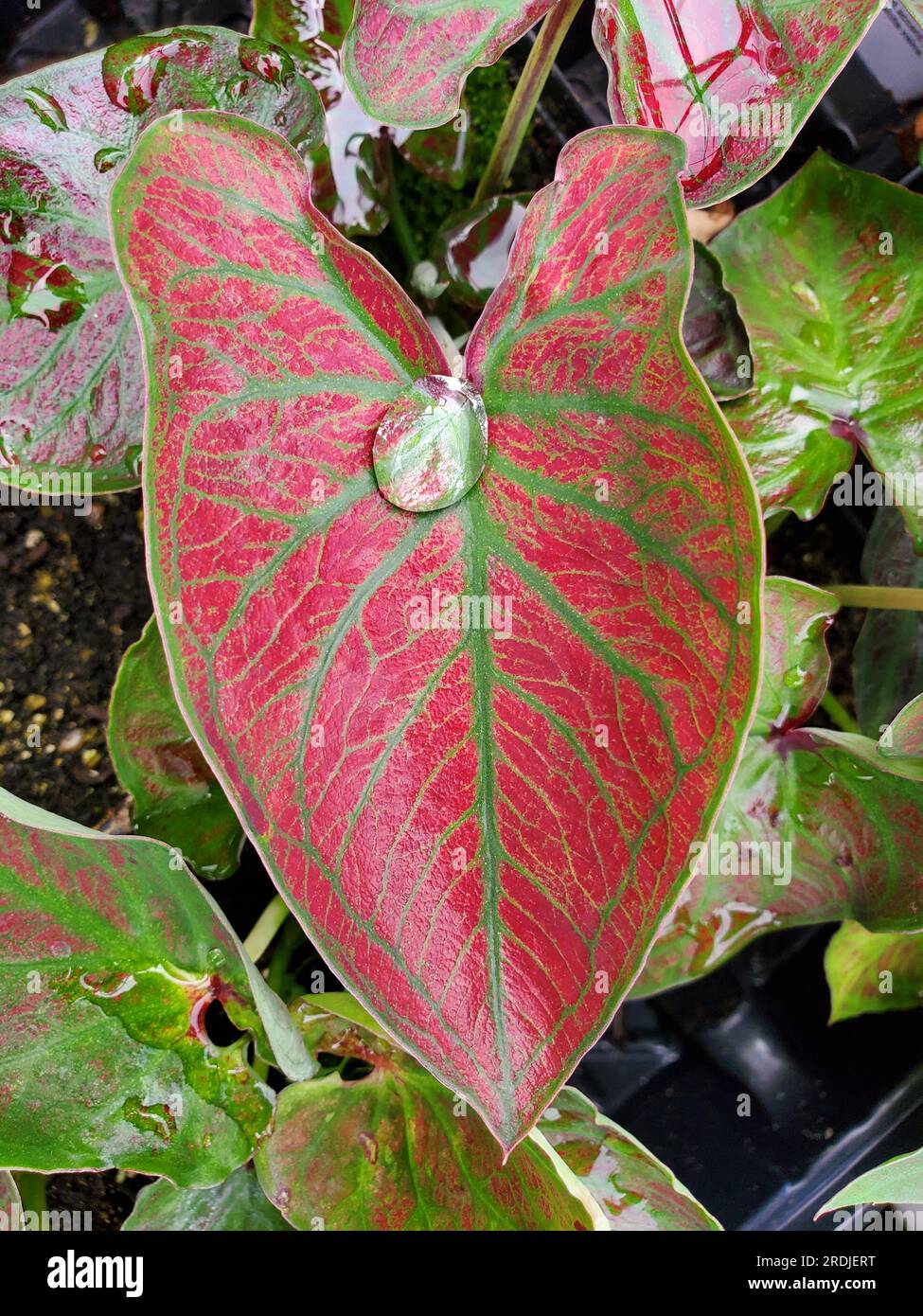 A red and green veins of Fallen City Caladium Stock Photo