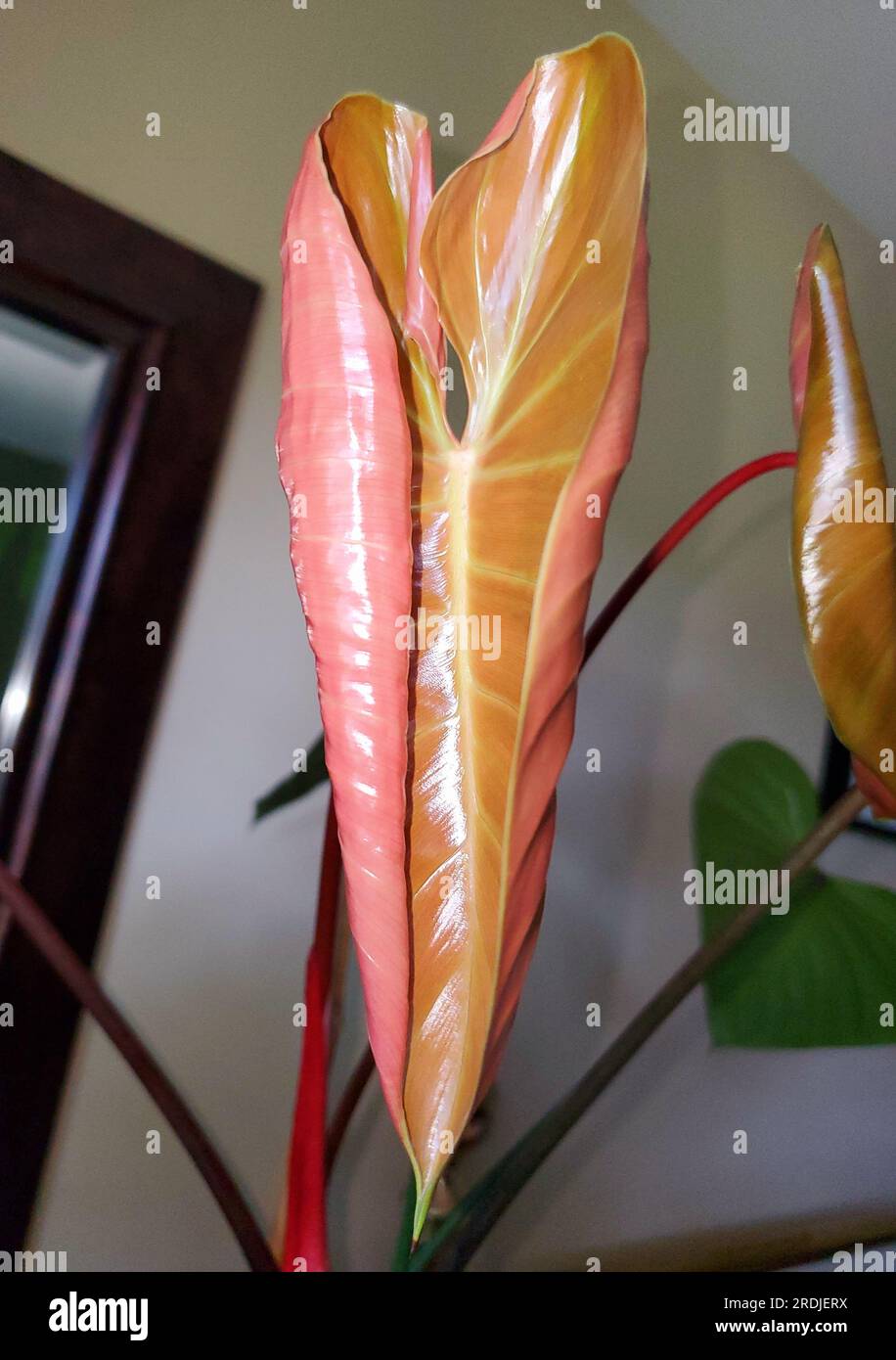 A new red leaf of Philodendron Lynamii, a rare tropical plant from Peru  Stock Photo - Alamy