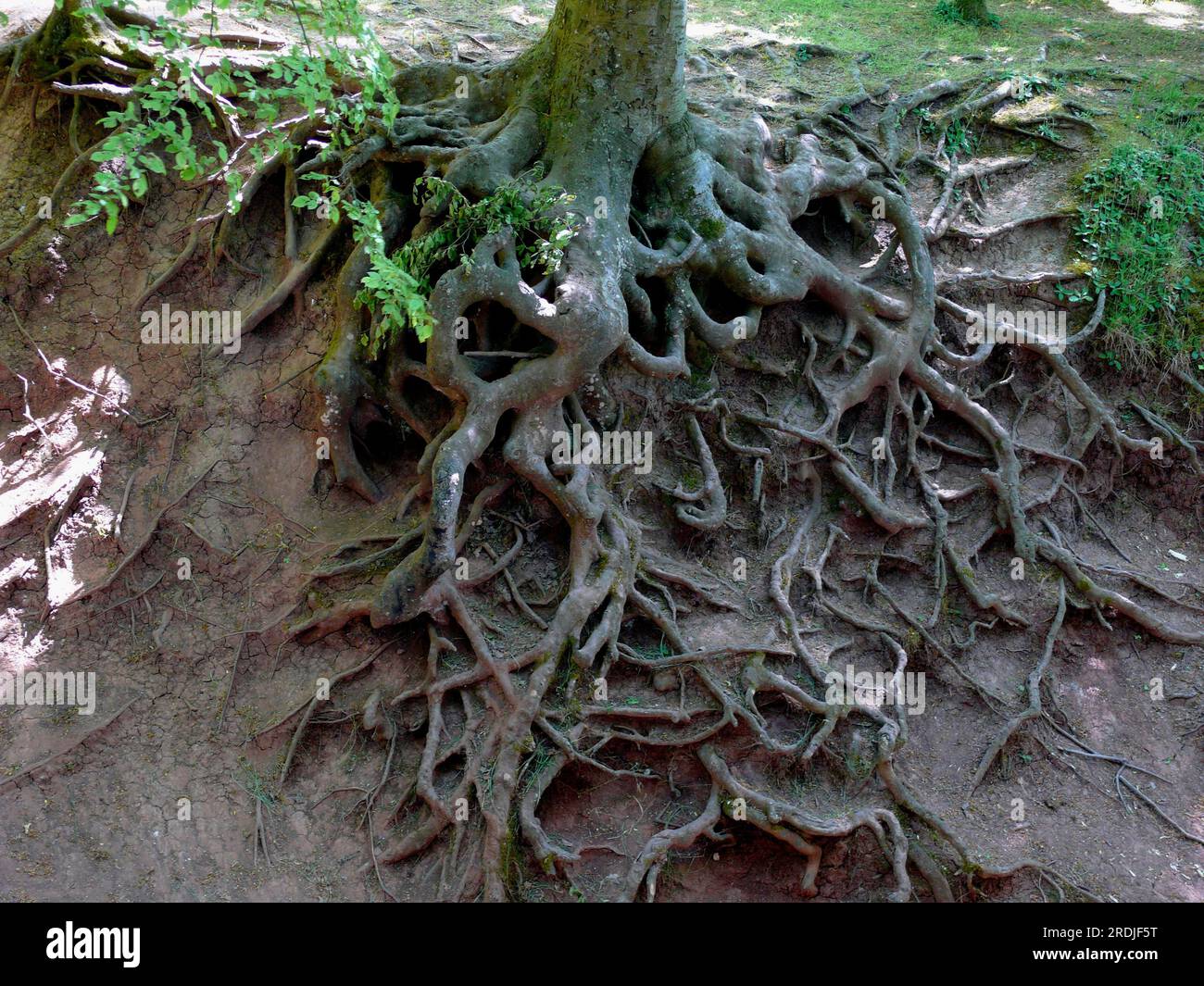 Exposed roots of a beech tree due to erosion Stock Photo - Alamy