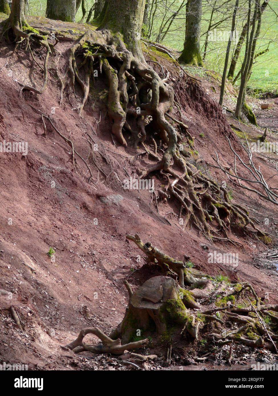 Erosion in the forest, exposed tree roots Stock Photo - Alamy