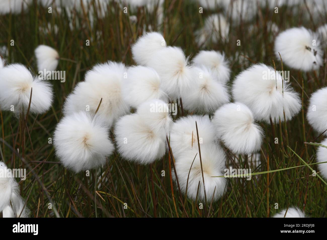 Flowering white cotton grass hi-res stock photography and images - Alamy