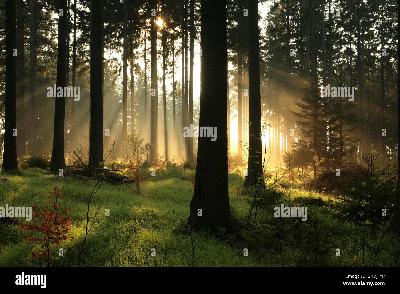 Sunbeams sunbeam hi-res stock photography and images - Alamy