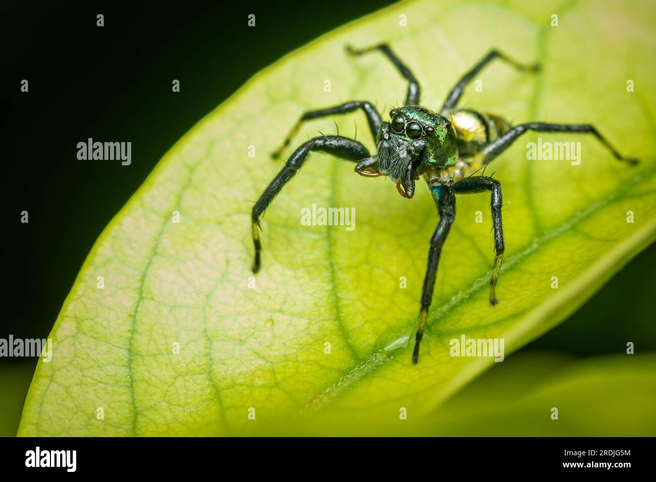 Close up a little Jumping Spider on green leaf, Colorful jumping spider ...