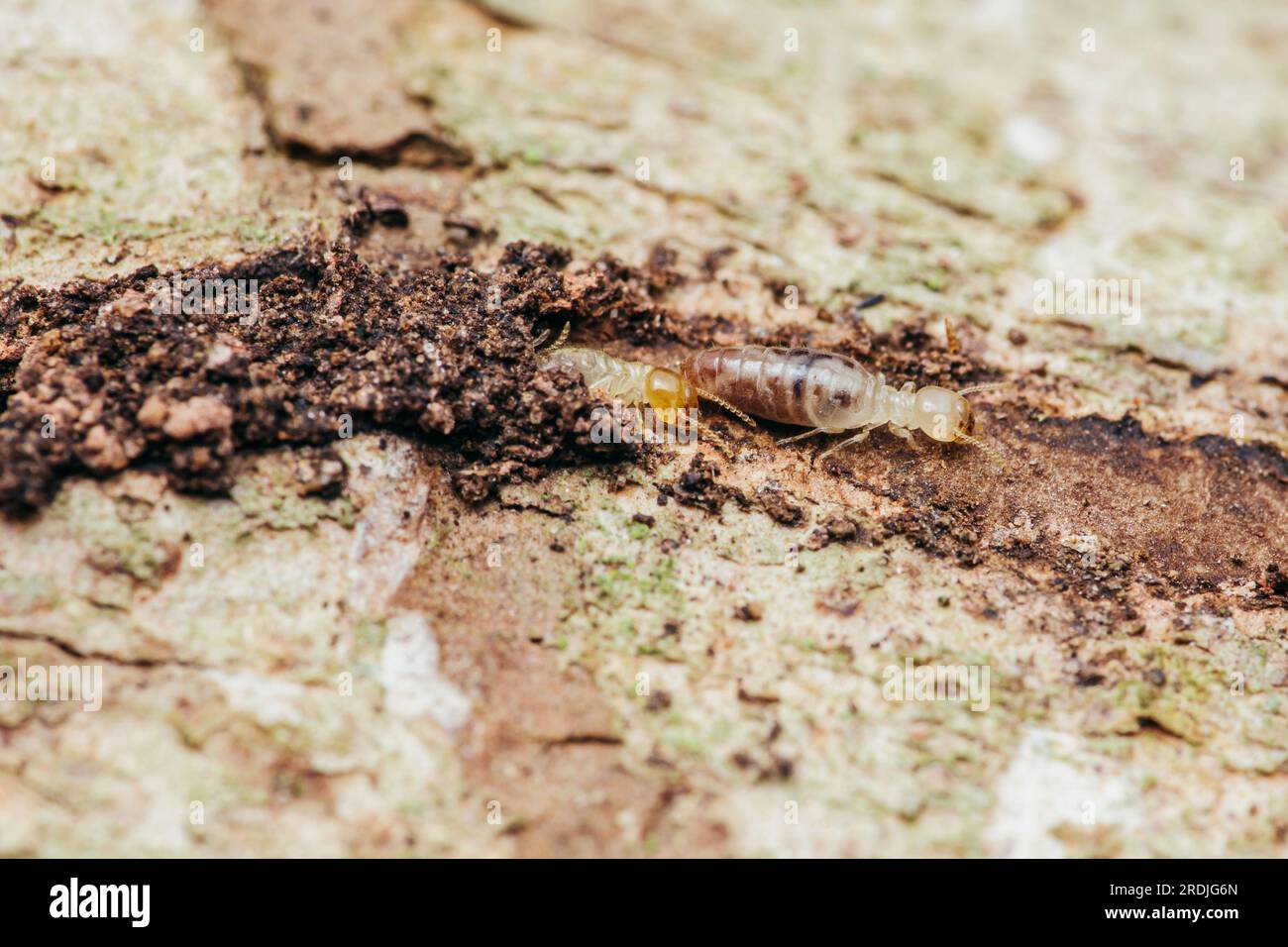 Close Up Of Worker Termites Walking In Nest On Forest Floor, Termites ...