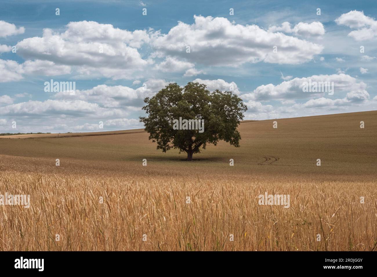 Single tree in a grain field in summer in Lower Franconia Stock Photo ...