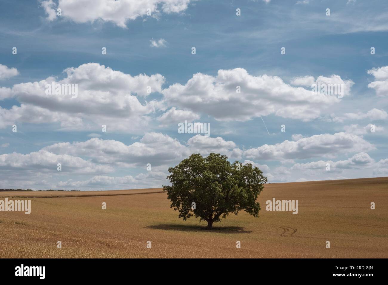 Grain field in summer hi-res stock photography and images - Alamy