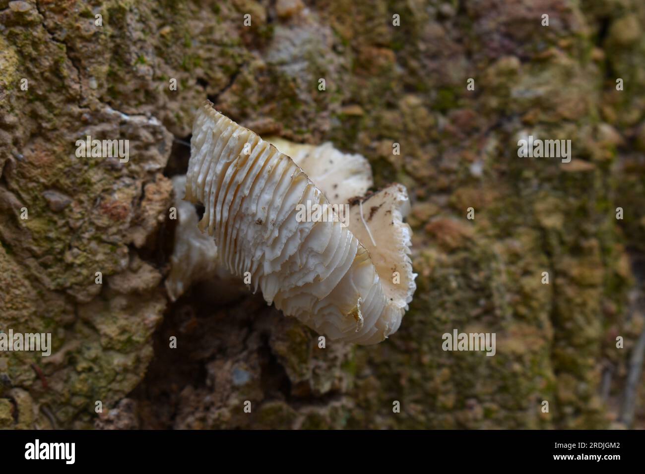Mushroom growing in Portuguese forest Stock Photo