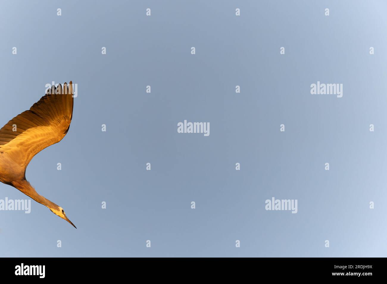 White faced heron in flight and diving with blue sky background. Stock Photo