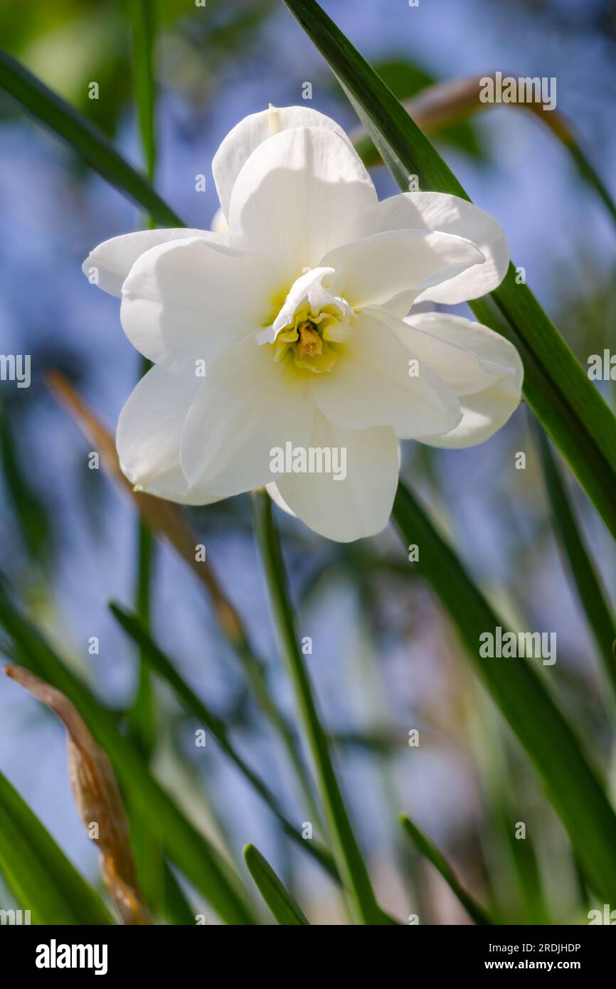 Beautiful flower of white daffodil growing in the garden Stock Photo