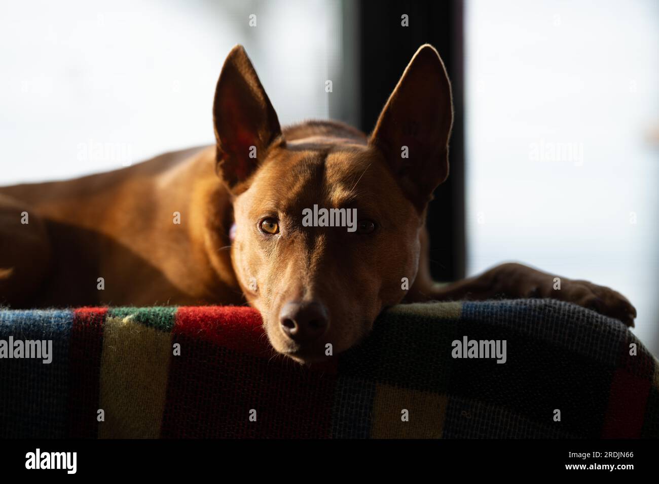 kelpie lying on a bed in a house in australia Stock Photo Alamy